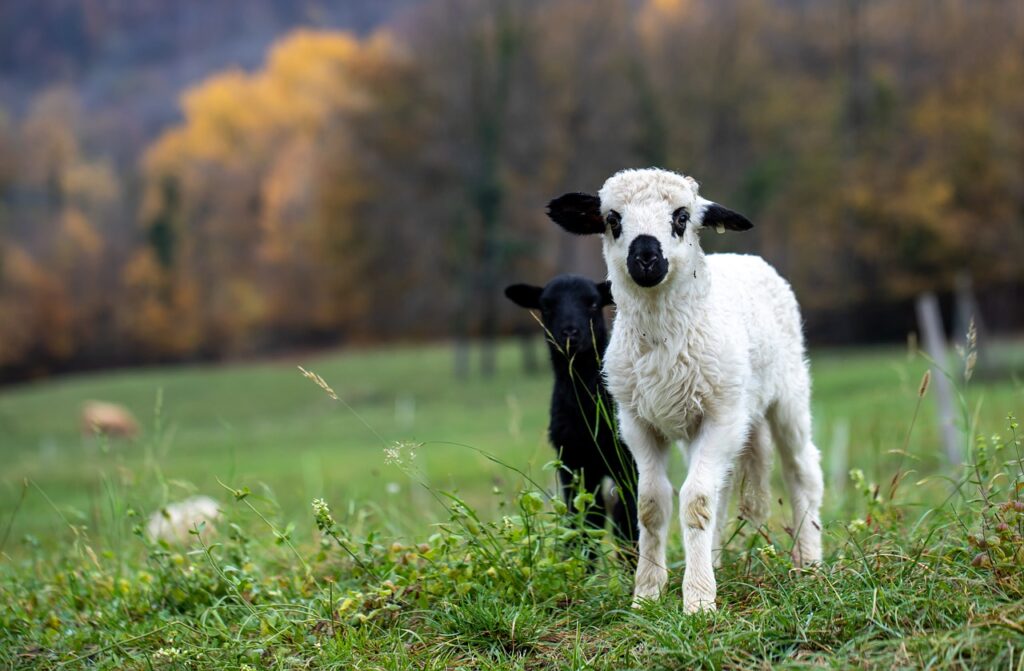 livestock equipment