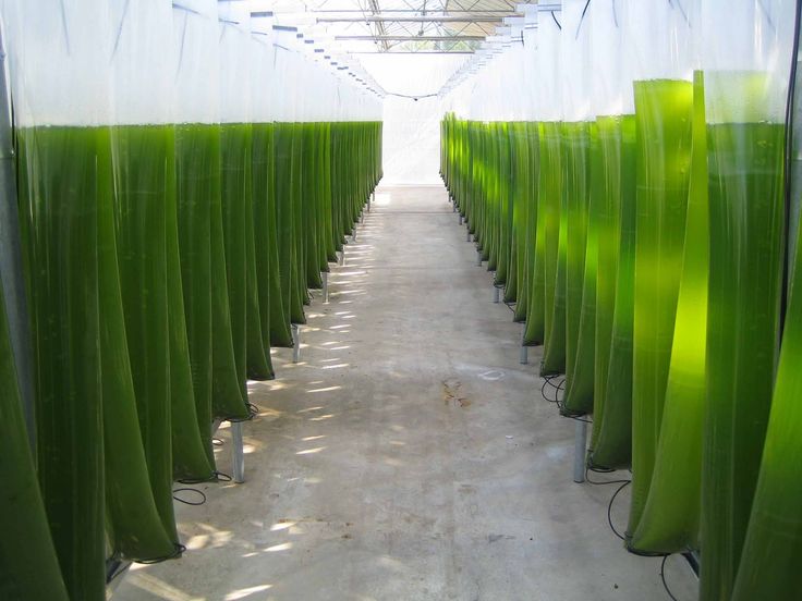 Algae farming: Unlocking the best Potential for Sustainable Agriculture?